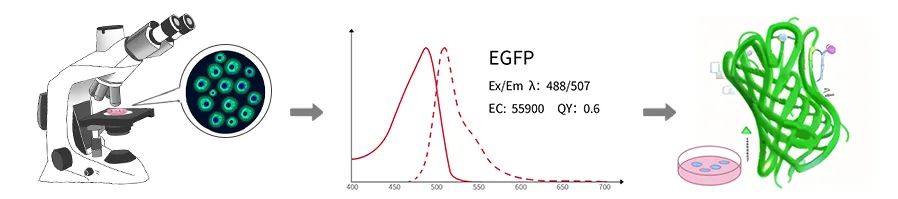 EGFP发光原理