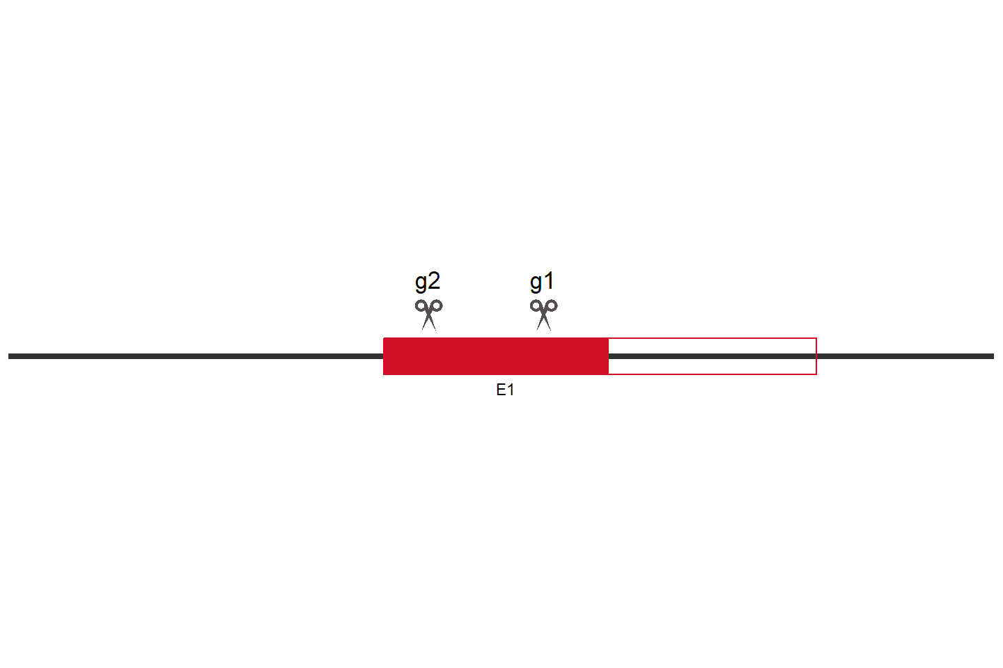 CD70 基因敲除细胞 (A549) 敲除区域