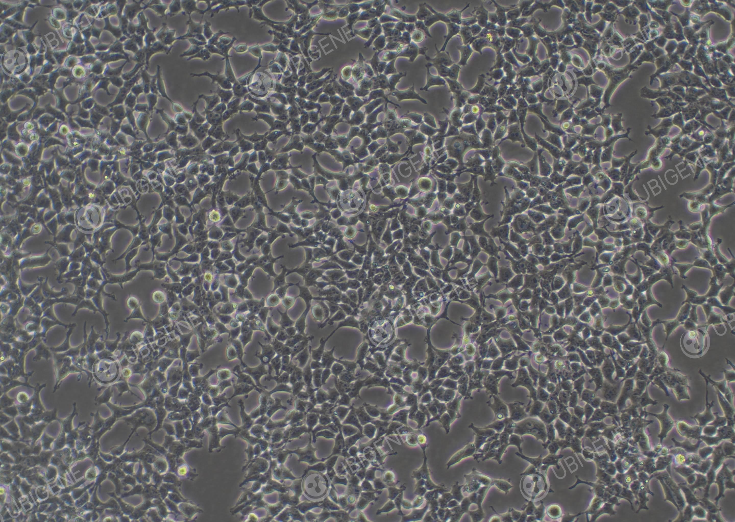 人胚肾细胞(293T-EGFP)-293T